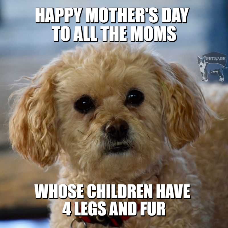 Petrage Mother's Day Meme